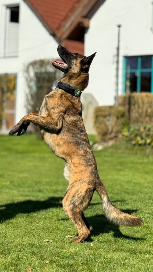 *reserviert' Keanu, lernwilliger Mali-Mix, ca. 3 Jahre *in 86916 Kaufering*