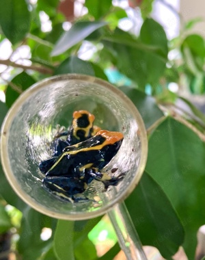 Dendrobates Tinctorius Alanis