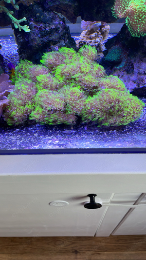 Briareum Neongrün Affenhaar Koralle