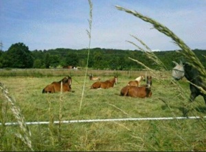 Pferdestall*Box*Ponybox mit Sommerweiden stadtnah frei!