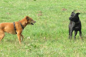 Biete Gassigehen mit Hunden Bild 2