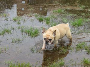 Biete Gassigehen mit Hunden Bild 3