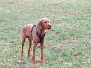 Biete Gassigehen mit Hunden Bild 4