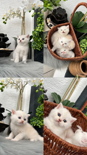 BKH Kitten Bild 1