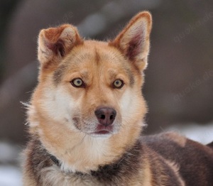 Fabio - ist ein "Durazellhund", immer in Bewegung.Er liebt Menschen und viel Auslastung. Wichtig!