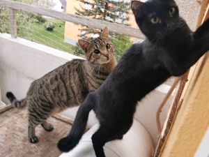 LUGGI und SUMI zwei Katzenkinder suchen! Bild 1