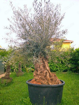 Eröffnungsangebot zum 1 2 Preis! 140 Jahre alter Olivenbaum. Gesamthöhe: ca. 250 cm, winterhart!