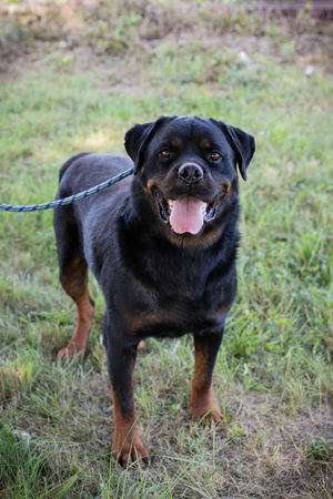 *EDE* - der Rottweiler sucht entsprechend erfahrene Menschen. 