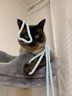 Siam-Deckkater mit Erfahrung! Bild 3