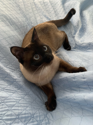 Siam-Deckkater mit Erfahrung! Bild 7