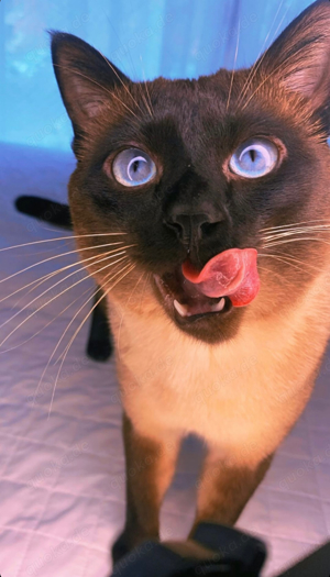 Siam-Deckkater mit Erfahrung! Bild 8