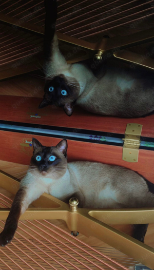Siam-Deckkater mit Erfahrung! Bild 9