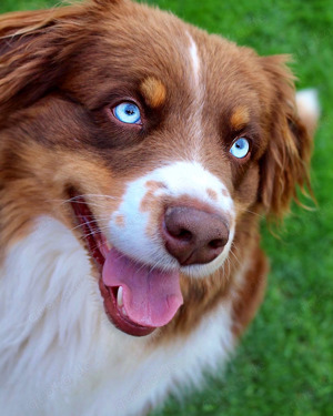 Erfahrener Australian Shepherd Deckrüde    Blue Eyes 