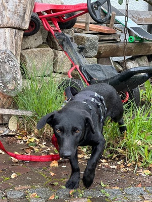 Batyu, aufgeschlossener Hundejunge, ca. 7 Monate, ca. 30cm, 6kg Bild 2