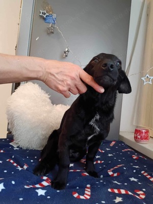 Batyu, aufgeschlossener Hundejunge, ca. 7 Monate, ca. 30cm, 6kg Bild 7