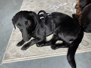 Batyu, aufgeschlossener Hundejunge, ca. 7 Monate, ca. 30cm, 6kg Bild 5