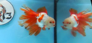 KOI 13 Anz. 13. 2024 - Goldfisch - Schleierschwanz - Oranda & Co