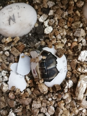 Italienische Landschildkröten Thh von 2025 Bild 3