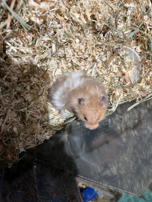 Teddyhamster Mädels und Jungs