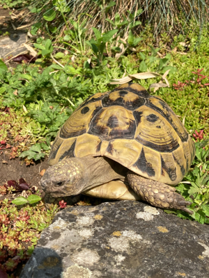 2 Griechische Landschildkröten, THB