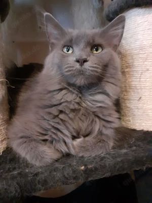 Zuckersüße Maine Coon Kitten 