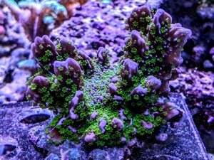 Montipora Starwars 