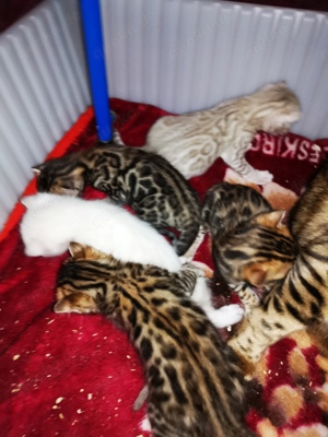 Bengal Kitten, Stammbaum, 10 Tests Herz, Nieren, FeLV, FIV.. , Katze snow  Bild 6