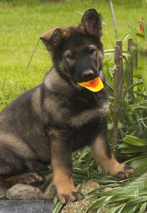 wunderschöner, temperamentvoller Rüdenwelpe Schäferhund, sehr kräftig grau m.P.