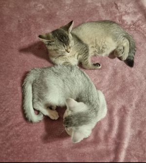 Britisch Kurzhaar Katzenbaby  nur noch 2 Weibchen frei abgabebereit  Bild 4