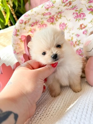 Süßer kleiner Pomeranian. Bild 1
