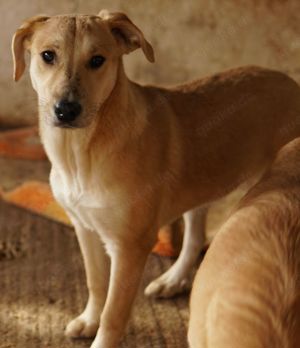 Honolulu, geb. ca. 07 2023, lebt in GRIECHENLAND, auf einer privaten Pflegestelle Bild 2