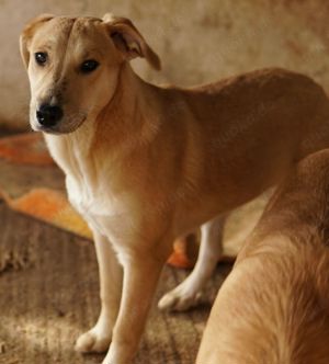 Honolulu, geb. ca. 07 2023, lebt in GRIECHENLAND, auf einer privaten Pflegestelle Bild 3