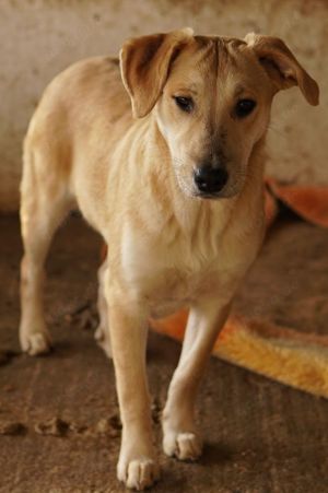 Honolulu, geb. ca. 07 2023, lebt in GRIECHENLAND, auf einer privaten Pflegestelle Bild 9