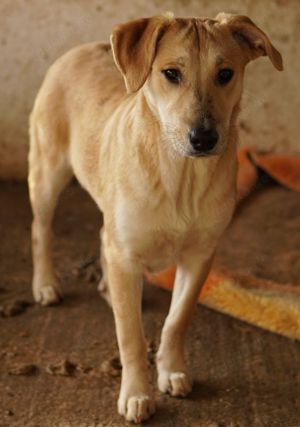 Honolulu, geb. ca. 07 2023, lebt in GRIECHENLAND, auf einer privaten Pflegestelle Bild 10