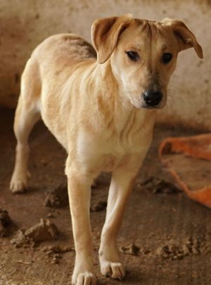 Honolulu, geb. ca. 07 2023, lebt in GRIECHENLAND, auf einer privaten Pflegestelle Bild 5