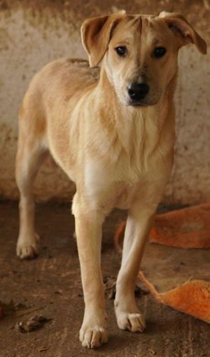 Honolulu, geb. ca. 07 2023, lebt in GRIECHENLAND, auf einer privaten Pflegestelle Bild 8