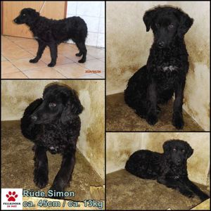Simon kroatischer Schäferhund Mischlingsrüde Mischling Rüde Junghund sucht Zuhause oder Pflegestelle Bild 1