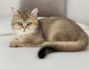 Britisch kurz haare Golden schaded Katze 