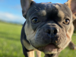 Deckrüde Französische Bulldogge