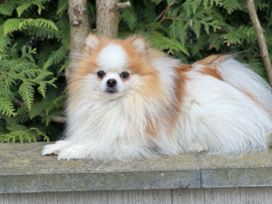 sehr lieber Pomeranian Zwergspitz 3 Fabig