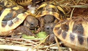 Griechische Landschildkröten, Nachzuchten aus 2025