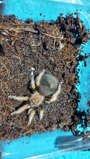 Brachypelma boehmei