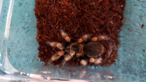 Brachypelma hamorii