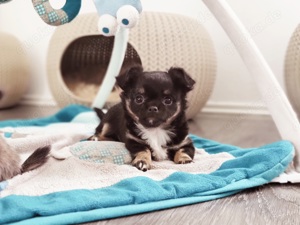 Chihuahua Welpen mit Ahnentafel  Bild 1
