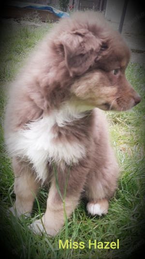 Australian-Shepherd-Welpen mit ASCA-Papieren und Augenuntersuchung Bild 1