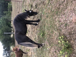 Welsh B Tinker Mix & Minishetty Stuten abzugeben Bild 4