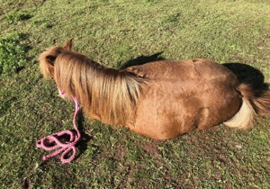 Welsh B Tinker Mix & Minishetty Stuten abzugeben Bild 8