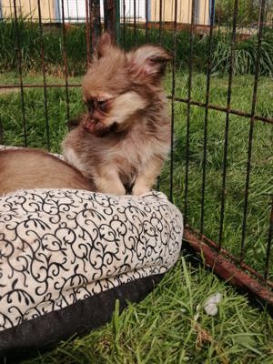3 wunderschöne Chihuahua Langhaar-Zwerge suchen ihr Zuhause Bild 3