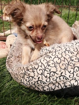 3 wunderschöne Chihuahua Langhaar-Zwerge suchen ihr Zuhause Bild 6