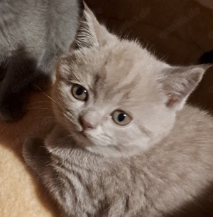 BKH (Britisch Kurzhaar) in blau und lilack Farben Kätzchen. Katzenbaby Bild 3
